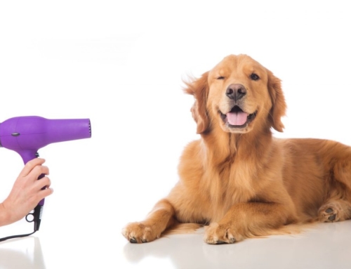 Best Dog Clippers 2019