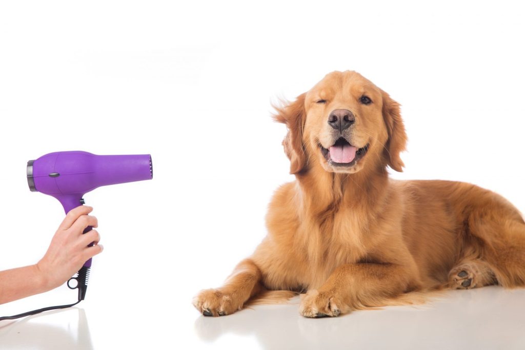 best dog clippers 2019