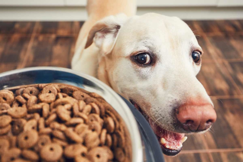 Best Canned Foods for Dogs