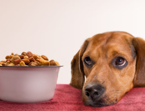Best Dog Food for Boxers: 2019 Buyers Guide