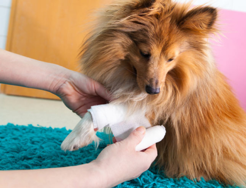 Best Glucosamine for Dogs: Help for Your Dog’s Aching Hips and Joints