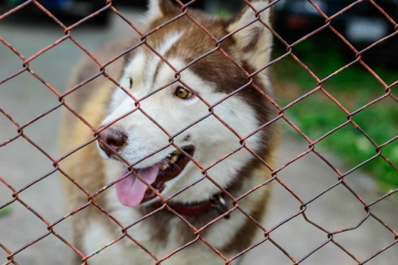 Cheap Dog Fence Ideas - bestdogfood.com