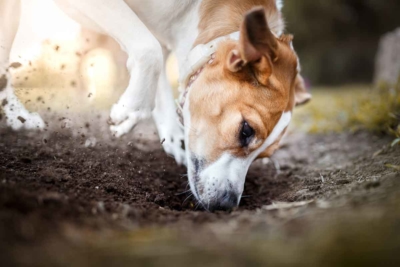 Dog-Digging