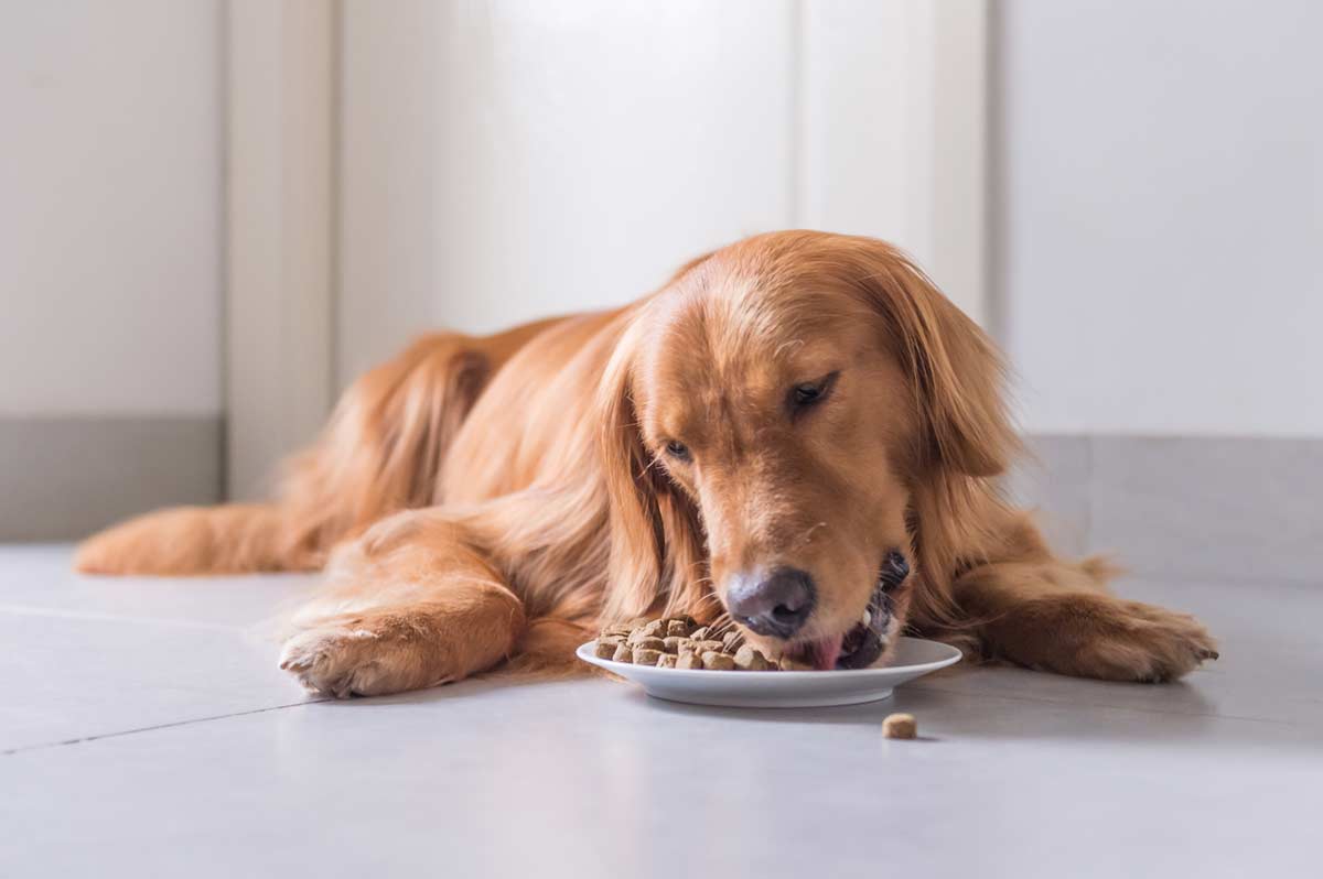 Top 5 Low-Carb Dog Foods: High Protein Diets - bestdogfood.com