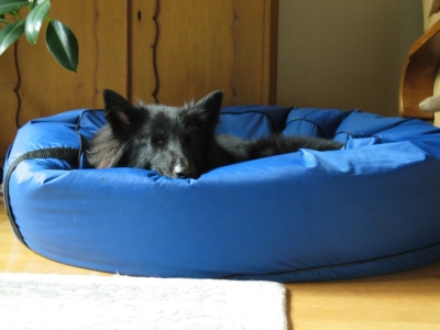 Best Donut Dog Bed for Your Pet
