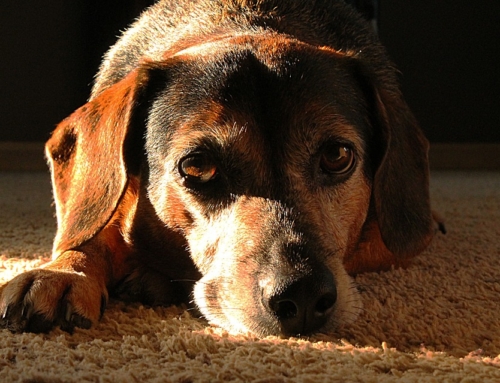 Best Orthopedic Dog Bed for Your Senior Dog